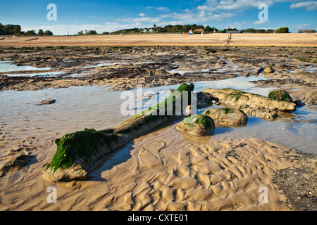 Petrified forest at Pett Level, East Sussex. Stock Photo