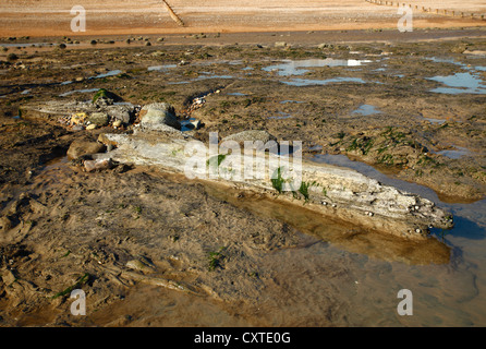 Petrified forest at Pett Level, East Sussex. Stock Photo