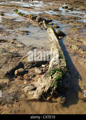 Petrified forest at Pett Level, East Sussex. Stock Photo