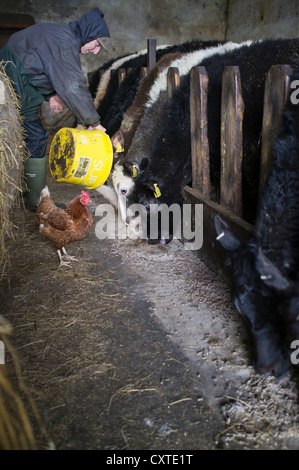 dh Scotland Farmer feeding BEEF COWS UK FARM ANIMALS Young animal in cattle barn british cow farm uk farming mixed livestock man shed Stock Photo