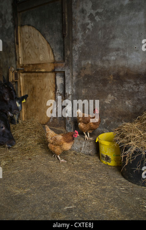 dh  BEEF UK Free range hens in cow barn chickens britain Stock Photo