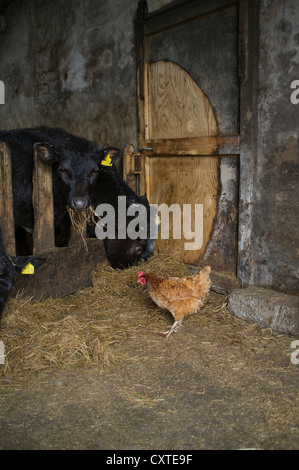 dh  BEEF UK Young cows feeding on hay cattle barn pen free range hen uk hens freerange chicken farm foraging domestic chickens Stock Photo