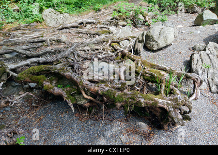 Exposed tree roots on the edge of Loweswater Lake in the Lake District National Park, Cumbria Stock Photo