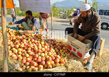 A local man is packing apples, local products, into a box Stock Photo