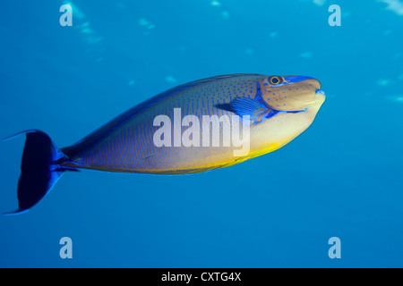 Bignose Unicornfish, Naso vlamingii, Indian Ocean, Maldives Stock Photo