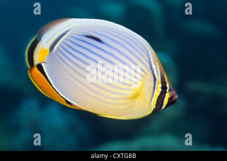 Redfin Butterflyfish, Chaetodon trifasciatus, Thaa Atoll, Maldives Stock Photo