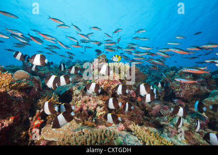Black Pyramid Butterflyfish, Hemitaurichthys zoster, Thaa Atoll, Maldives Stock Photo