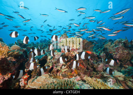 Black Pyramid Butterflyfish, Hemitaurichthys zoster, Thaa Atoll, Maldives Stock Photo