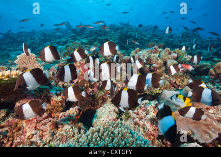 Black Pyramid Butterflyfish, Hemitaurichthys zoster, Thaa Atoll, Maldives Stock Photo