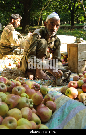 A local worker in an apple farm is packing apples for delivery Stock Photo