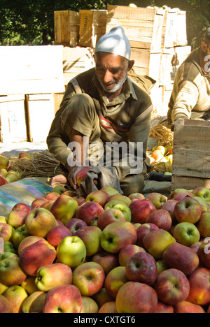 A local worker in an apple farm is packing apples for delivery Stock Photo