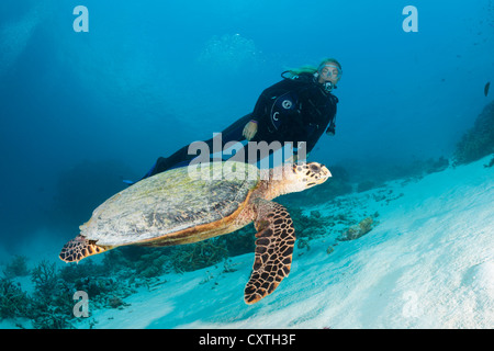 Hawksbill Sea Turtle and Scuba diver, Eretmochelys imbricata, North Male Atoll, Maldives Stock Photo