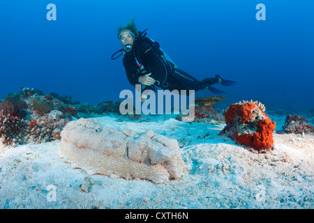 Scuba Diver and Anax Sea Cucumber, Thelenota anax, North Male Atoll, Maldives Stock Photo