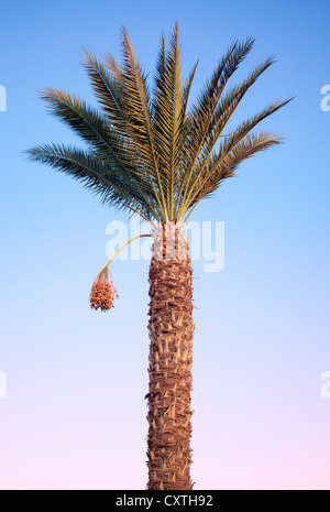 Date-palm tree above bright tropical sky Stock Photo