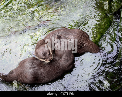 Otters playing in river Stock Photo