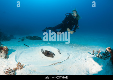 Blackspotted Stingray hiding in Sand, Taeniura meyeni, North Male Atoll, Maldives Stock Photo