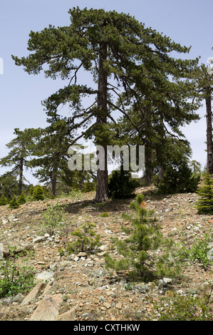 dh  TROODOS CYPRUS Pinus nigra Black pine tree Cypriot mountains forest trees Stock Photo