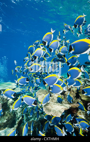 Shoal of Powder Blue Tang, Acanthurus leucosternon, Thaa Atoll, Maldives Stock Photo