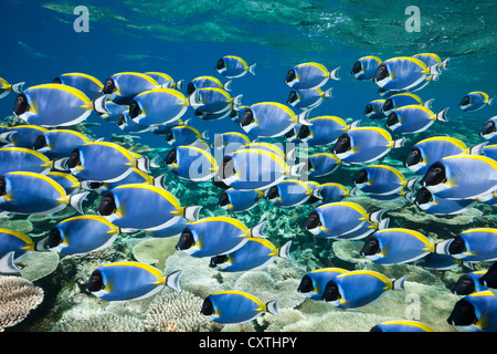 Shoal of Powder Blue Tang, Acanthurus leucosternon, Thaa Atoll, Maldives Stock Photo
