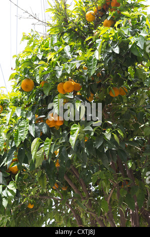 dh  TROODOS CYPRUS Cypriot orange tree with fruit oranges citrus sinensis trees Stock Photo