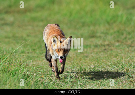 Red fox (Vulpes vulpes) hunting prey in meadow in autumn Stock Photo