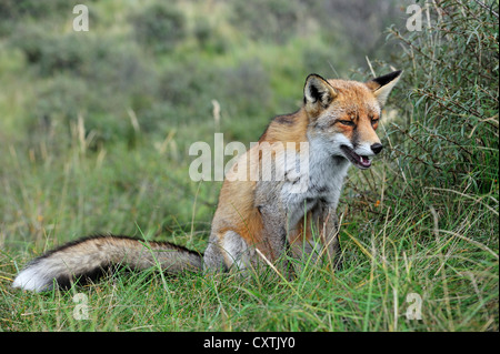 Sleepy Red fox (Vulpes vulpes) sitting in thicket in autumn Stock Photo