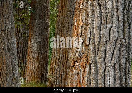 A close up image of a stand of Black Cottonwood trees showing detail in the rough bark of their trunks. Stock Photo