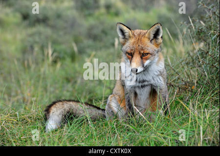 Red fox (Vulpes vulpes) sitting in thicket in the dunes in autumn Stock Photo