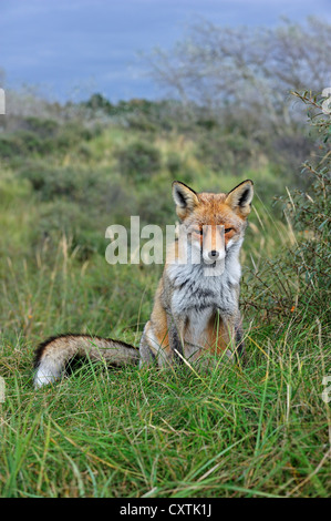 Red fox (Vulpes vulpes) sitting in grassland in the dunes in autumn Stock Photo