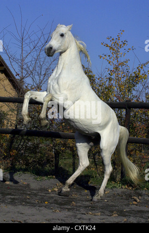 rearing up arabian horse Stock Photo