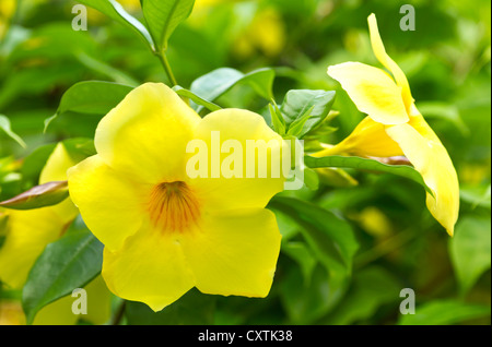 Beautiful yellow hibiscus flower against green foliage. Stock Photo