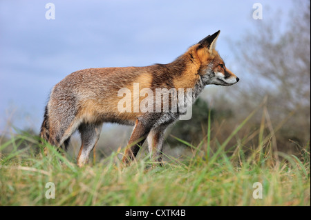 Red fox (Vulpes vulpes) on the hunt looking for prey in grassland in autumn Stock Photo