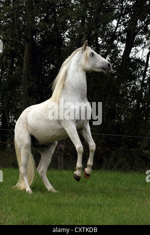 Andalusian horse Stock Photo