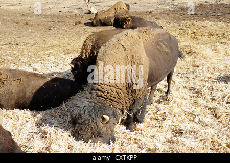 American Bison (Buffalo), are feeding in pen in the zoo at La Reserva Sevilla El Castillo de las Guardas. Stock Photo