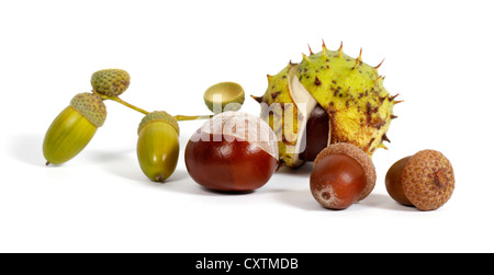 Chestnuts and acorns on the white background Stock Photo