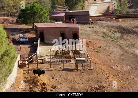 American Bison (Buffalo), ostrich, and dromedary camel sit on sand in the zoo at La Reserva Sevilla El Castillo de las Guardas. Stock Photo