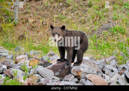 A baby grizzly bear balances on a pile of rocks Stock Photo