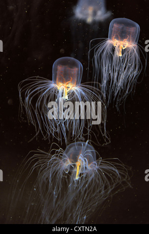 School of box jellyfish swimming over dark background Stock Photo