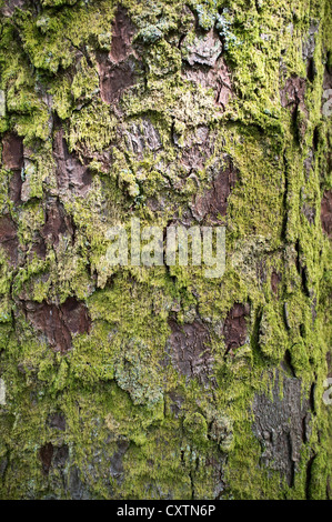 dh Pine TREE UK Lichen moss on pine tree bark fungus alga lichens trees Stock Photo