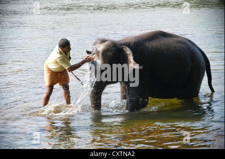 Horizontal view of a young Asian elephant being washed by its mahout in Periyar river at a sanctuary in Kerala. Stock Photo