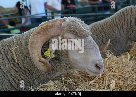 Sheep are feeding in pen on International livestock fair at Zafra, Badajoz, Spain Stock Photo