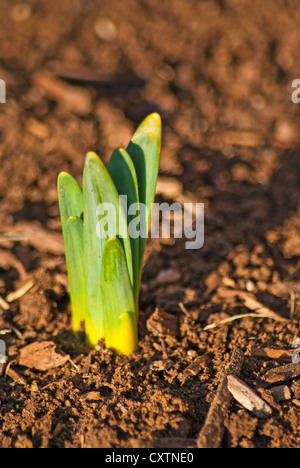 Early sprouts of a Daffodil plant in the spring. Stock Photo