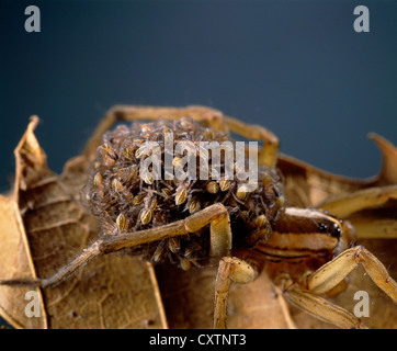 WOLF SPIDER; RABID WOLF SPIDER (LYCOSA RABIDA/RABIDOSA RABIDA) FEMALE CARRYING YOUNG ON BACK 3X Stock Photo