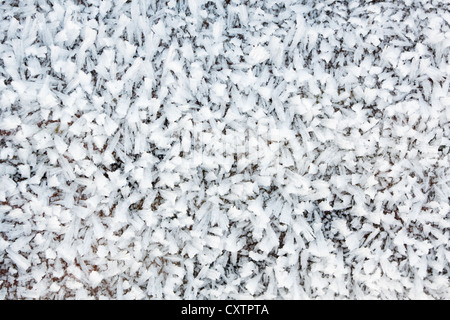 Ice crystals forming on a log Stock Photo