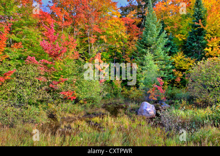 Autumn Colours in Algonquin Provincial Park, Ontario, Canada Stock Photo