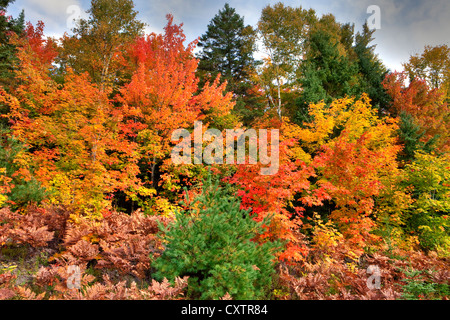 Autumn Colours in Algonquin Provincial Park, Ontario, Canada Stock Photo