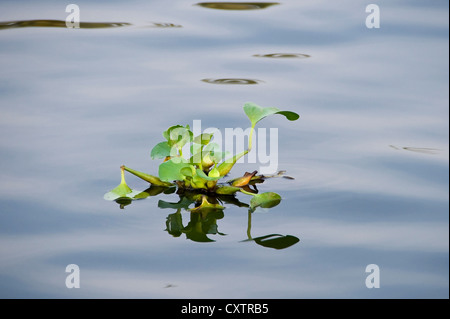 Horizontal close up of the Common Water Hyacinth, Eichhornia crassipes, which is invading the backwaters of Kerala. Stock Photo