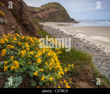 Lane County, OR: Blossoming monkey flower ( Mimulus guttatus) on a sheltered slole on the central Oregon coast. Stock Photo