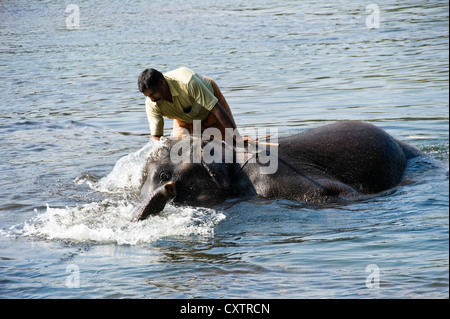 Horizontal view of a young Asian elephant being washed by its mahout in Periyar river at a sanctuary in Kerala. Stock Photo