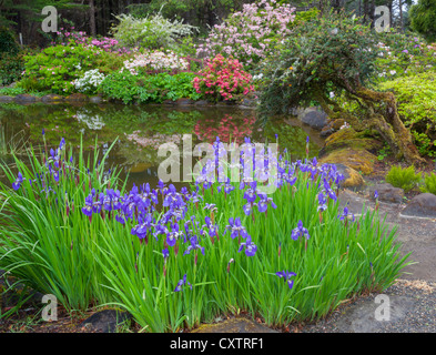 Shore Acres State Park, OR: A pond at the Simpson Estate Garden with Siberian irises, azaleas & rhododendron Stock Photo